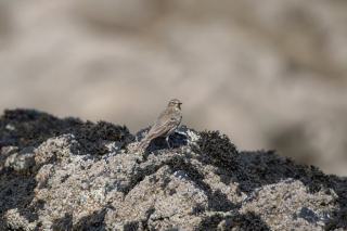 Fontaines sacrees a landebaeron à Landebaeron : source sacrée ...