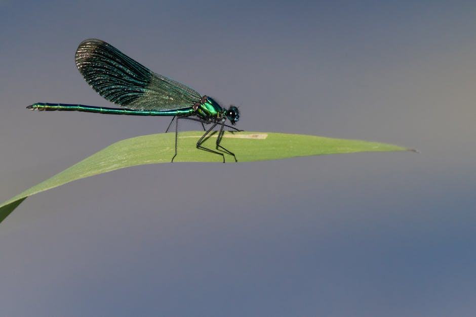 Chapelle des sept saints : chapelle du Trégor en Bretagne