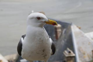 Église saint-yves à Plougonven : architecture et histoire
