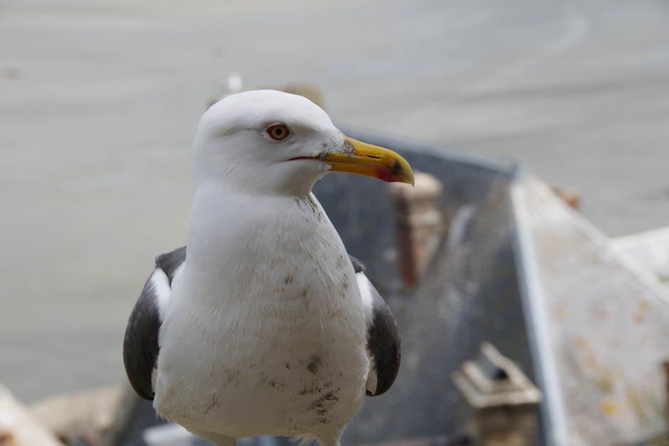 Eglise de lannion à Lannion Loguivy Les Lannion : architecture...