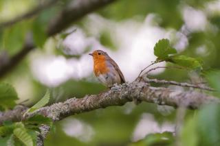 Fontaines, Trégor : fontaine du Trégor en Bretagne