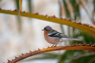 Vallee du leff a lanleff à Lanleff : paysage naturel breton